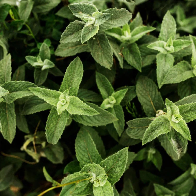 Calming herbs supplement ingredient